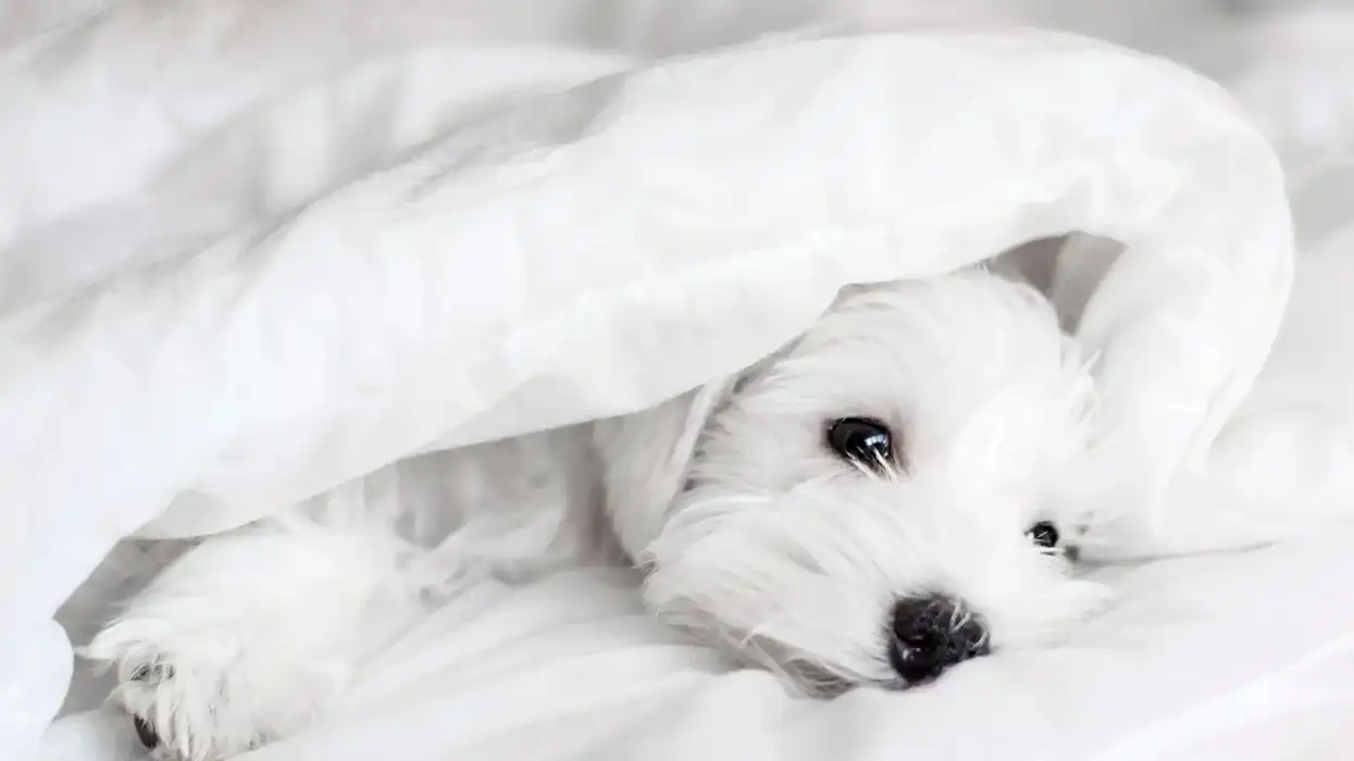 Interesting Mauzer dog facts that will make your day.