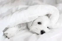 Interesting Mauzer dog facts that will make your day.