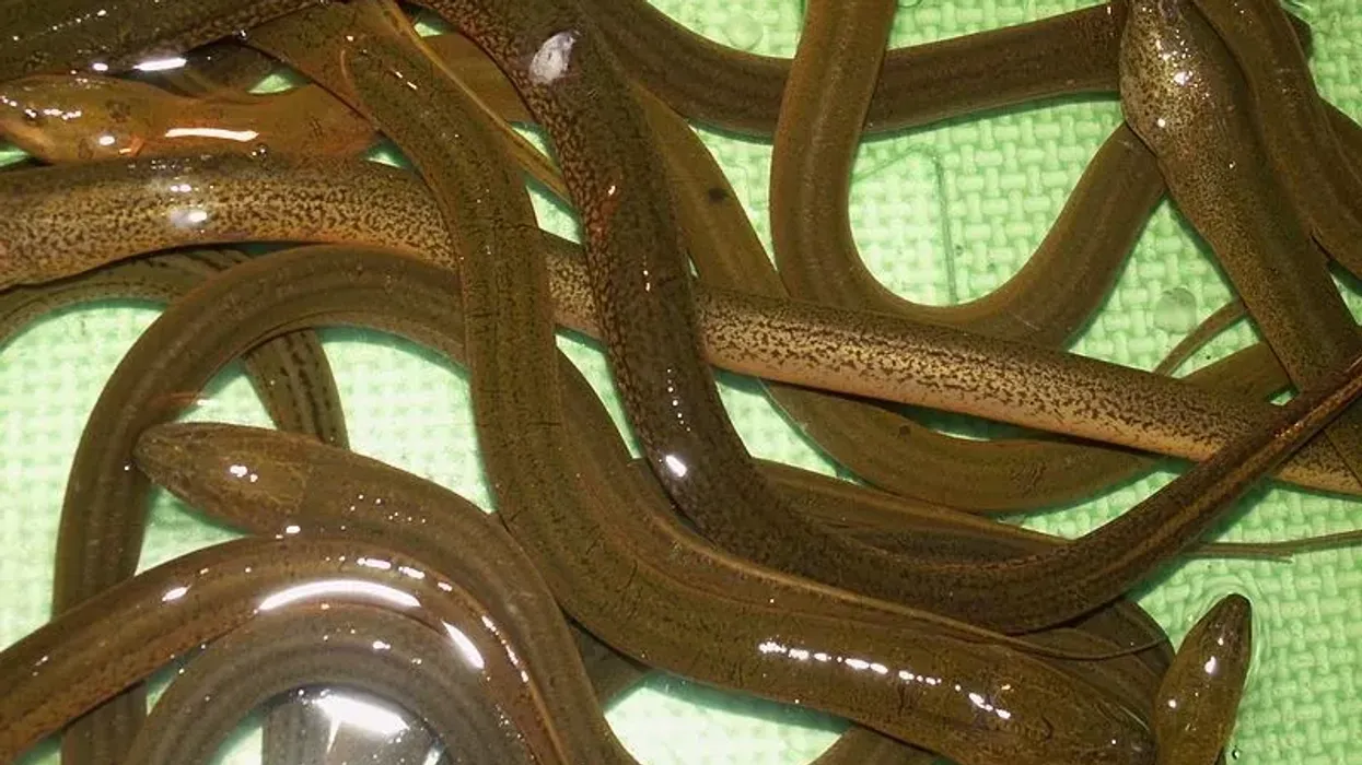 Interesting mud eel facts for kids.