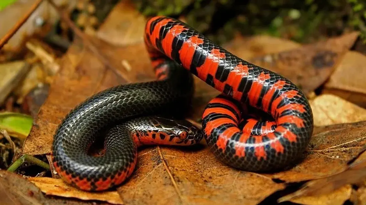 Interesting mud snake facts that will make you love them more.