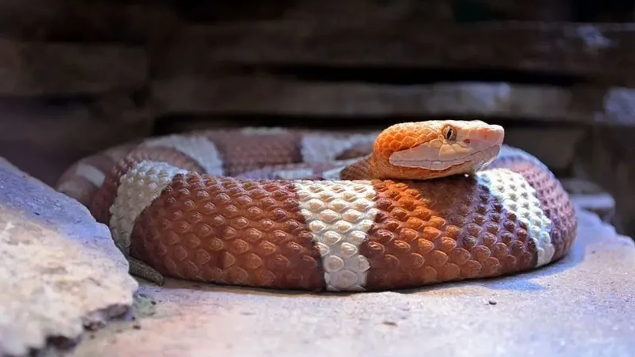 Interesting northern copperhead facts for kids.
