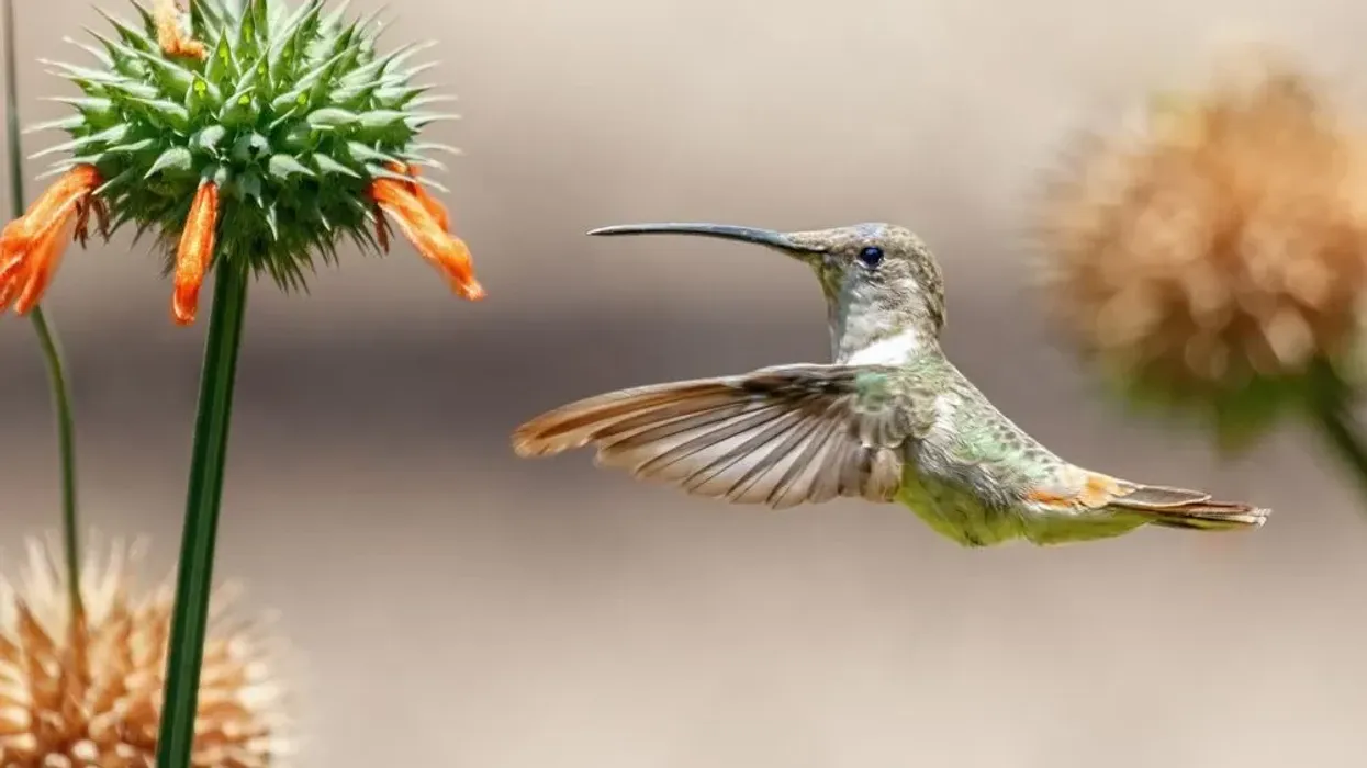 Interesting oasis hummingbird facts for kids.