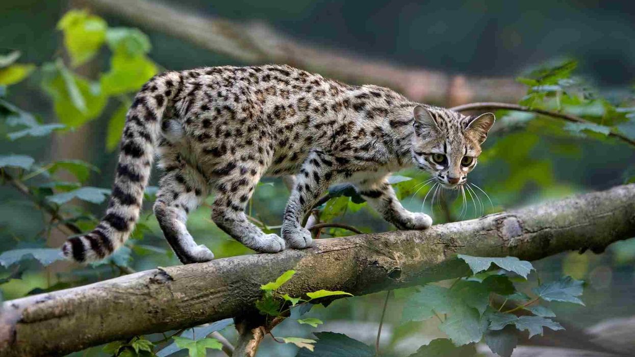 interesting oncilla facts for cat lovers