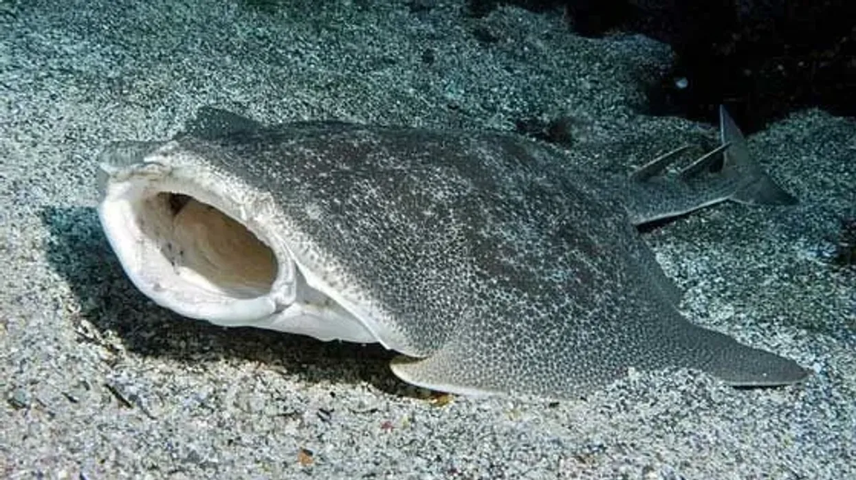 Interesting Pacific angelshark facts that will make your day