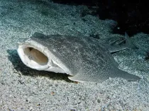 Interesting Pacific angelshark facts that will make your day