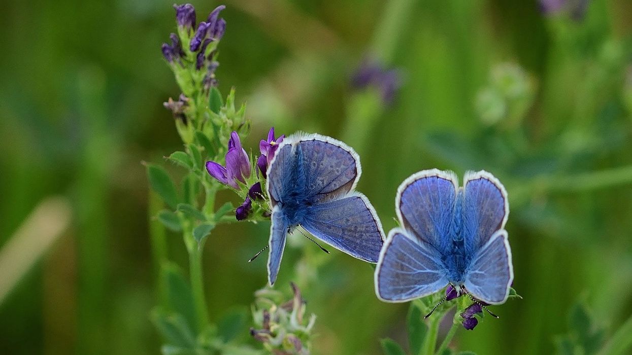 Interesting Palos Verdes blue butterfly facts to make your day.
