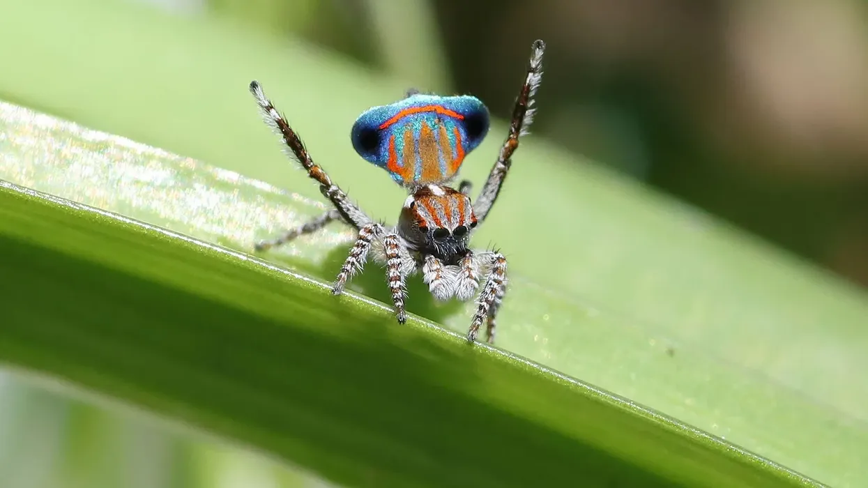 Interesting peacock spider facts kids will learn with fun.