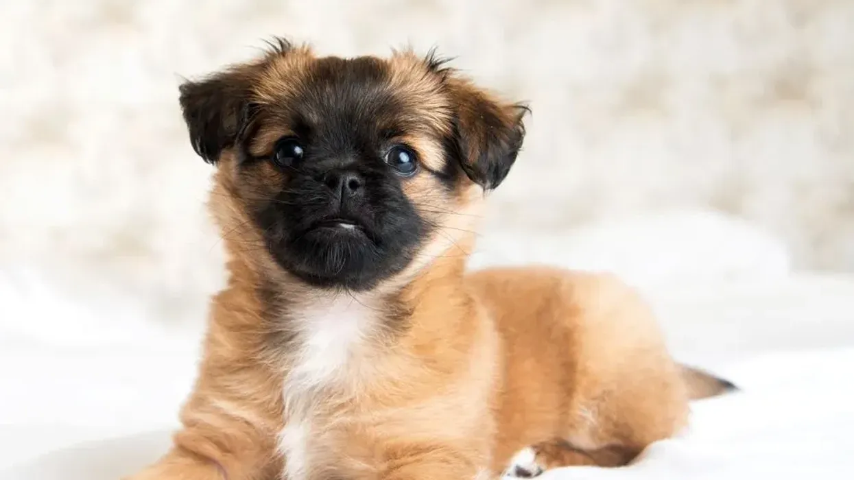 Interesting Pekingese Chihuahua facts for kids.