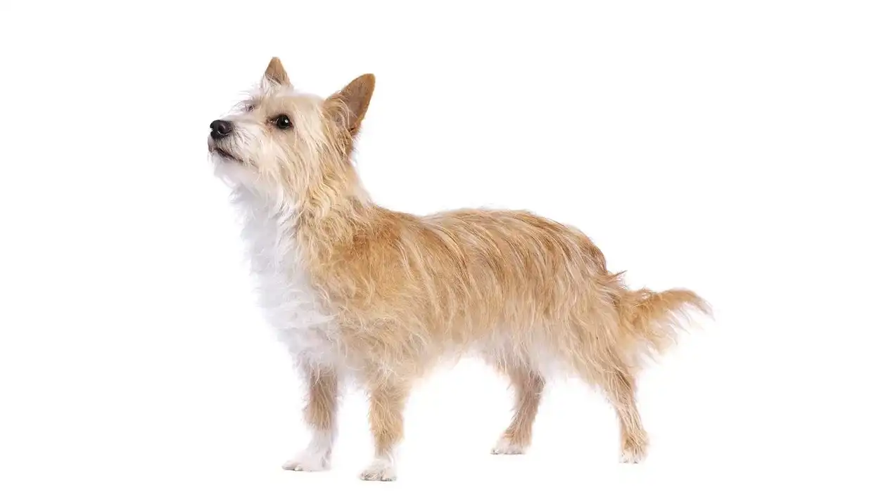 Interesting Portuguese Podengo facts for everyone.