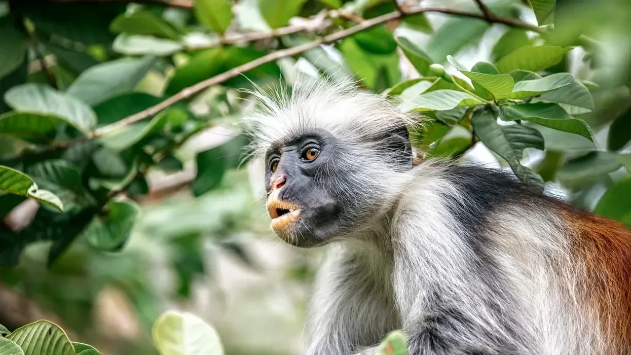 Interesting red colobus monkey facts that will make your day.