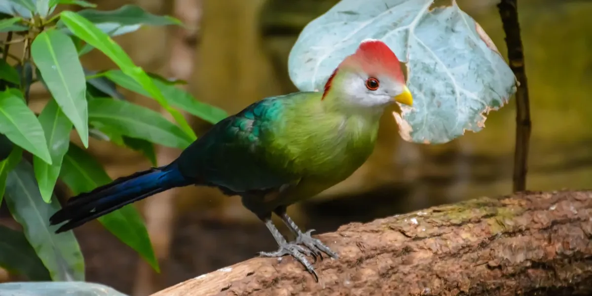 Fun Red-crested Turaco Facts For Kids | Kidadl