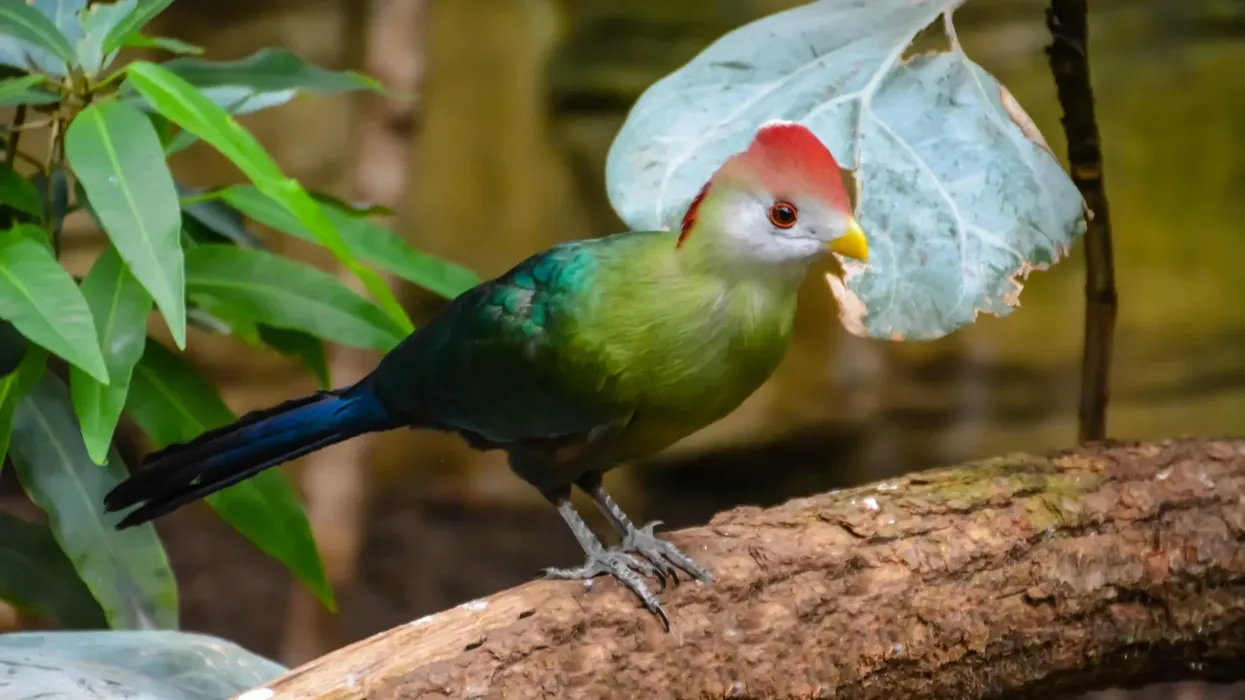 Interesting red-crested turaco facts to make your day.