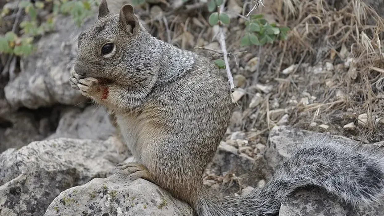 Interesting rock squirrel facts can never get boring for any kid to learn.