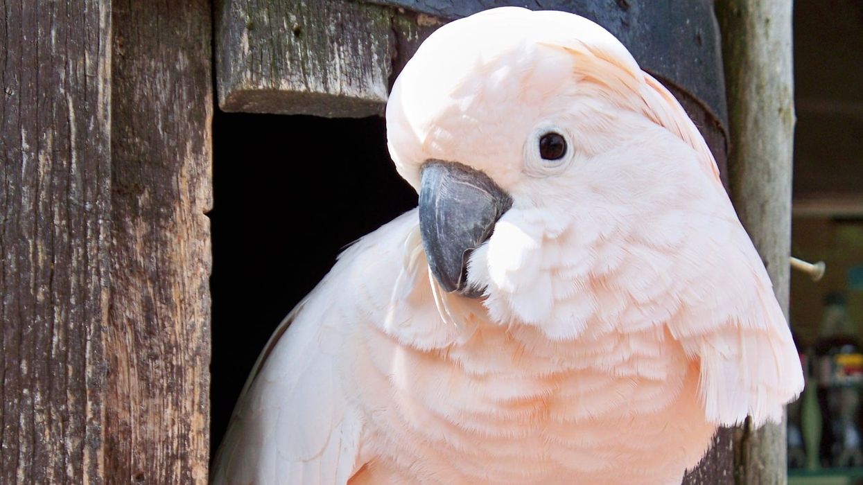 Interesting salmon crested cockatoo facts that will make your day.