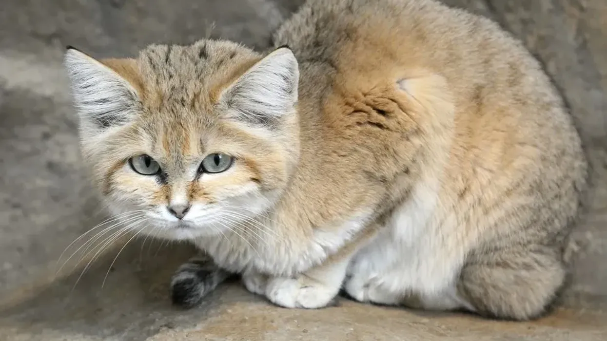 Interesting sand cat facts about a small, attractive, aggressive cat.