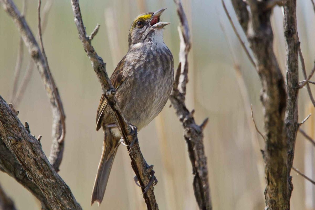 Interesting seaside sparrow facts about a bird that can drink salt water.