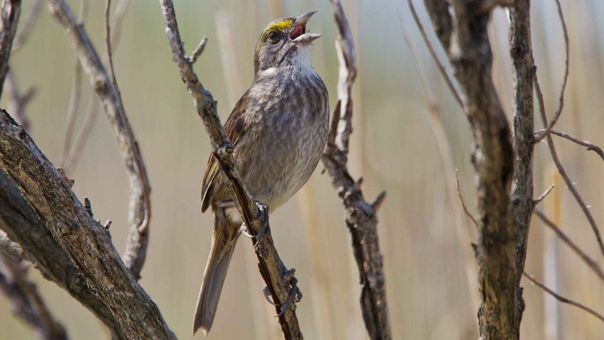 Interesting seaside sparrow facts about a bird that can drink salt water.
