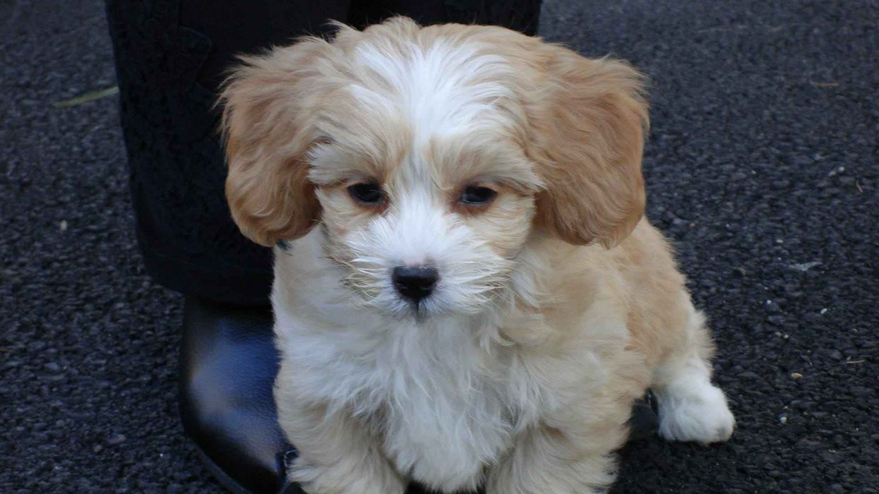 Interesting Shih Poo facts for dog lovers.