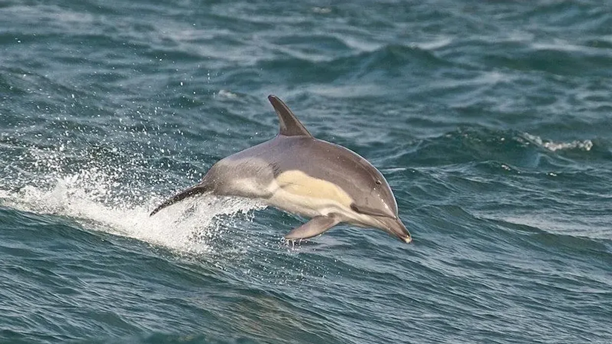 Interesting short-beaked common dolphin facts, which are informative and fun.