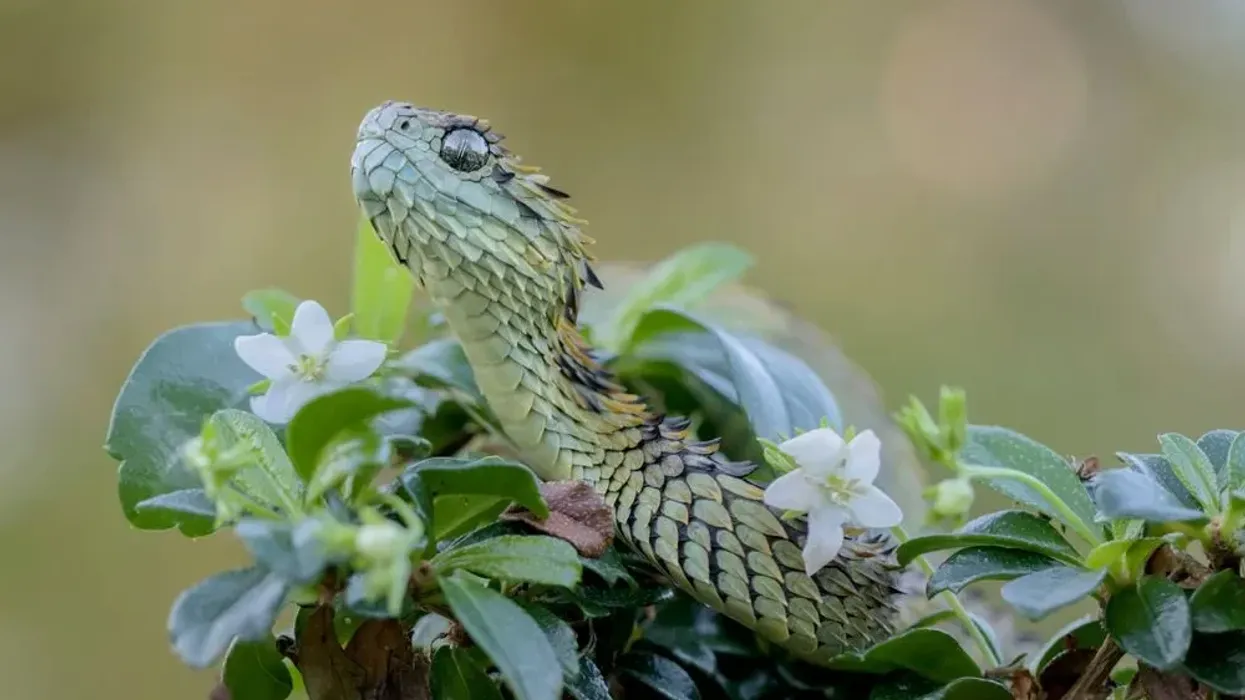 Interesting spiny bush viper facts for kids