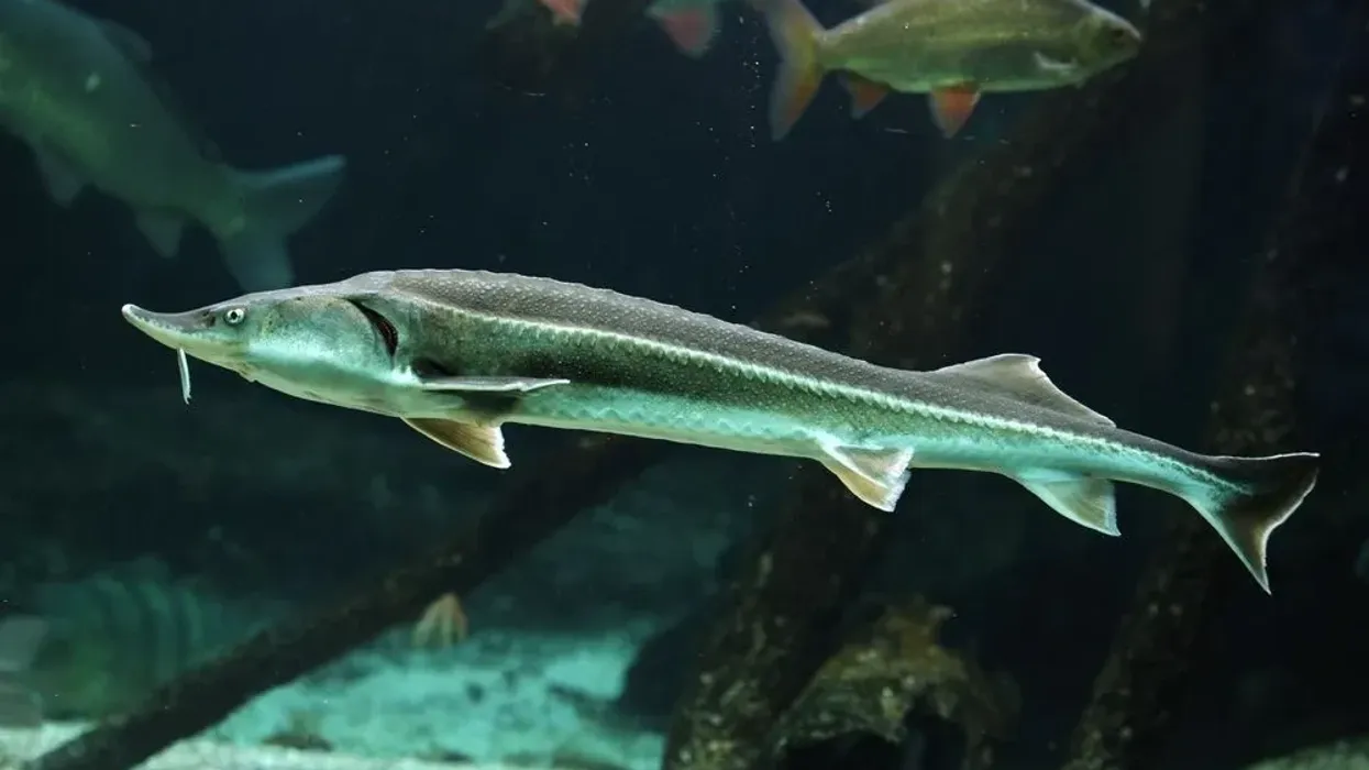 Interesting sterlet facts include it is one of the smallest sturgeon species and is now found in freshwater habitats like rivers and lakes.