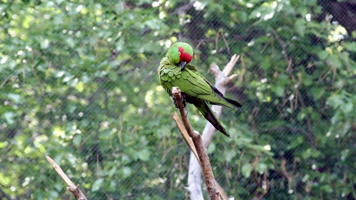 Interesting thick-billed parrot facts about a unique kind of parrot.