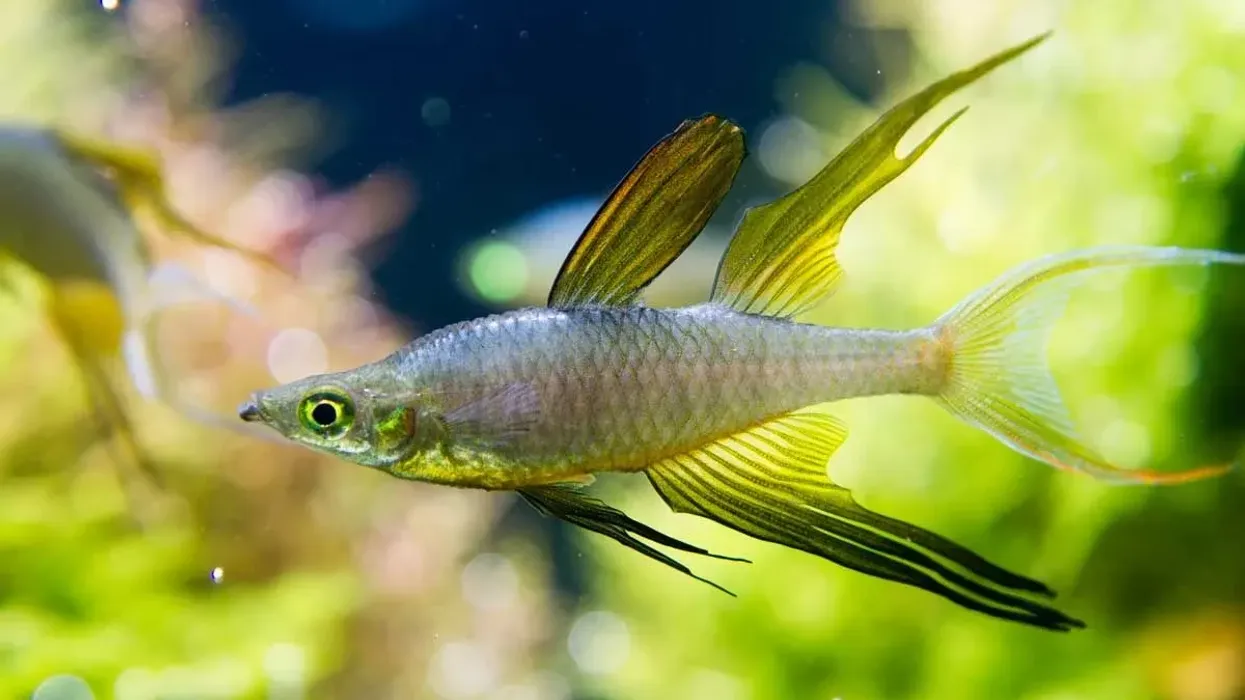 Interesting Threadfin Rainbowfish facts.