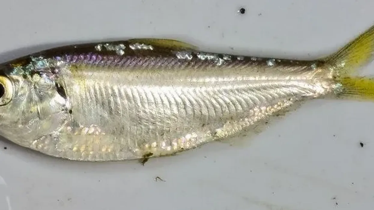 Interesting threadfin shad facts for kids.