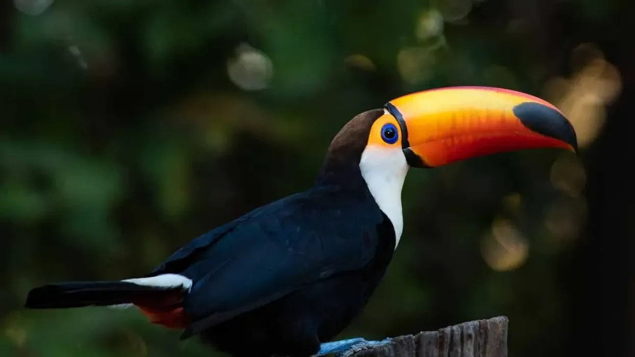 Interesting toco toucan facts for kids about a friendly bird with a bright, colorful bill.
