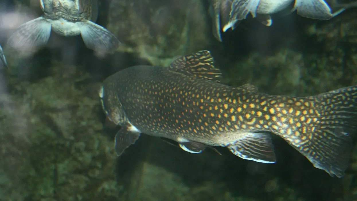 Interesting trout cod facts that kids will enjoy.