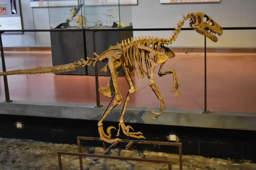Interesting Variraptor facts include that they are the first raptor to be found in Europe.