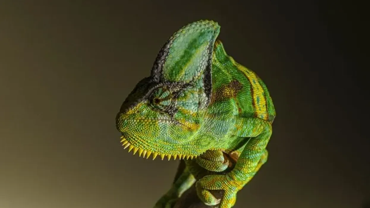 Interesting Veiled chameleon facts to feed your curiosity.