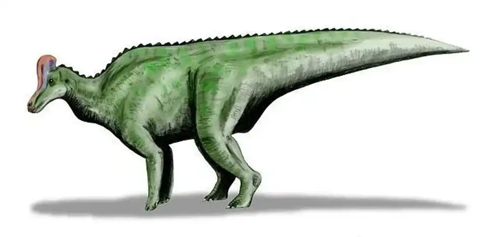 Interesting Velafrons facts that everyone will love.