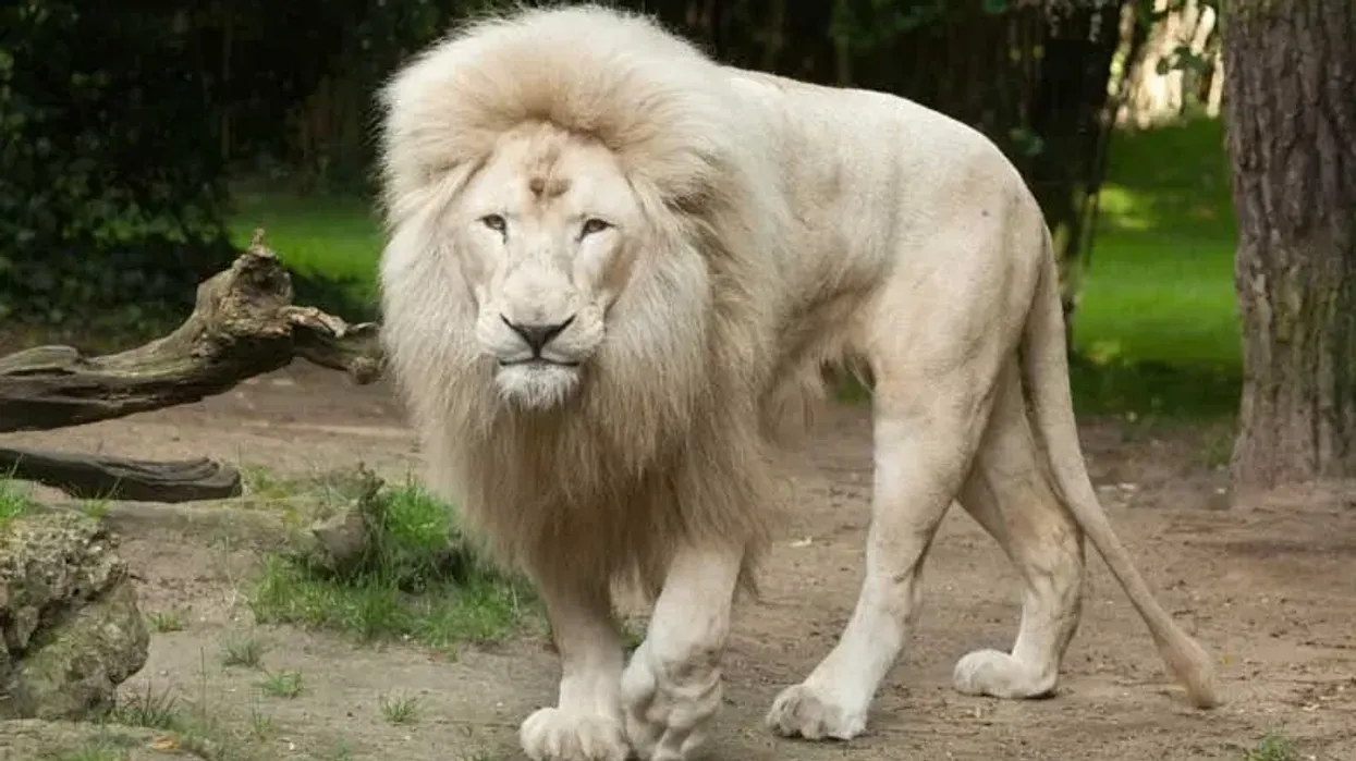 Interesting white lion facts to amaze you