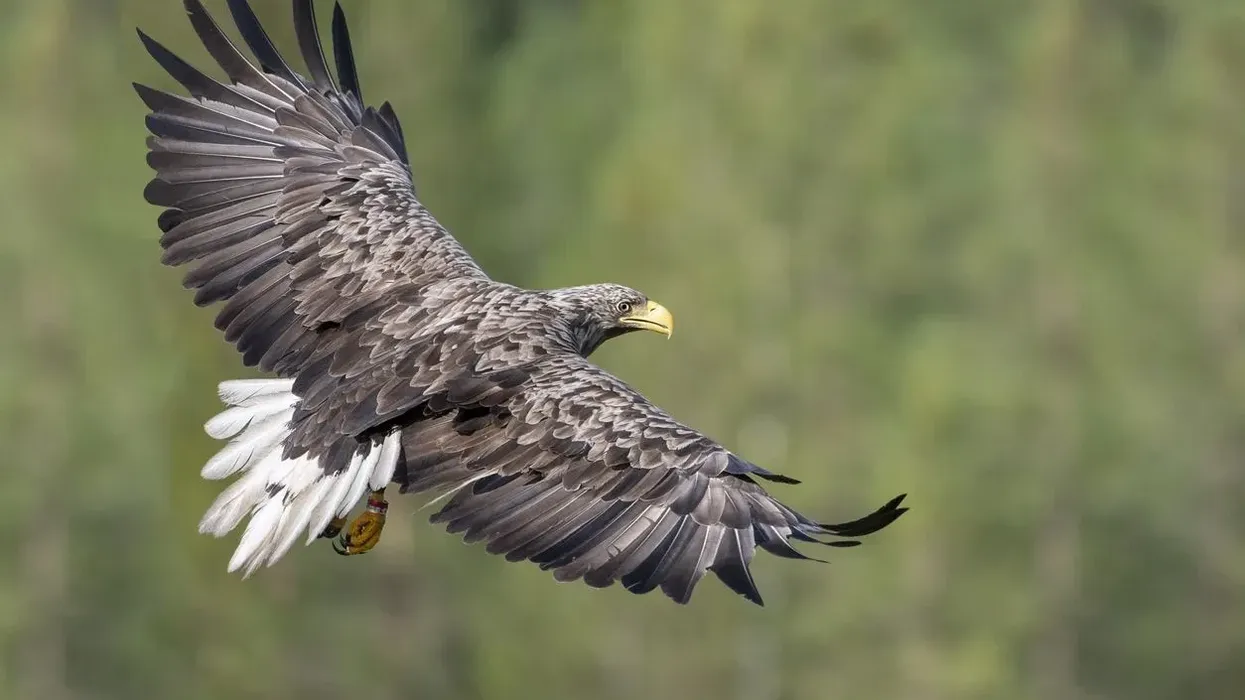Interesting white-tailed eagle facts to amaze you.