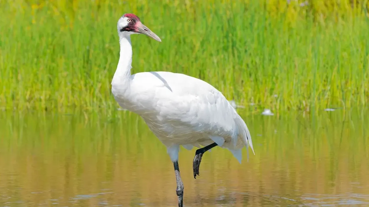 Interesting Whooping Crane facts for kids.