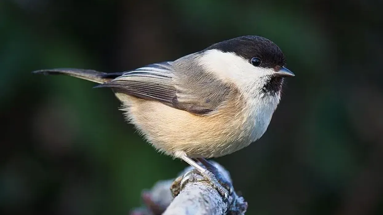 Interesting willow tit facts for everyone.