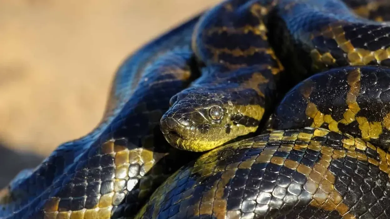 Interesting yellow anaconda facts for kids to enjoy