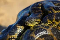 Interesting yellow anaconda facts for kids to enjoy