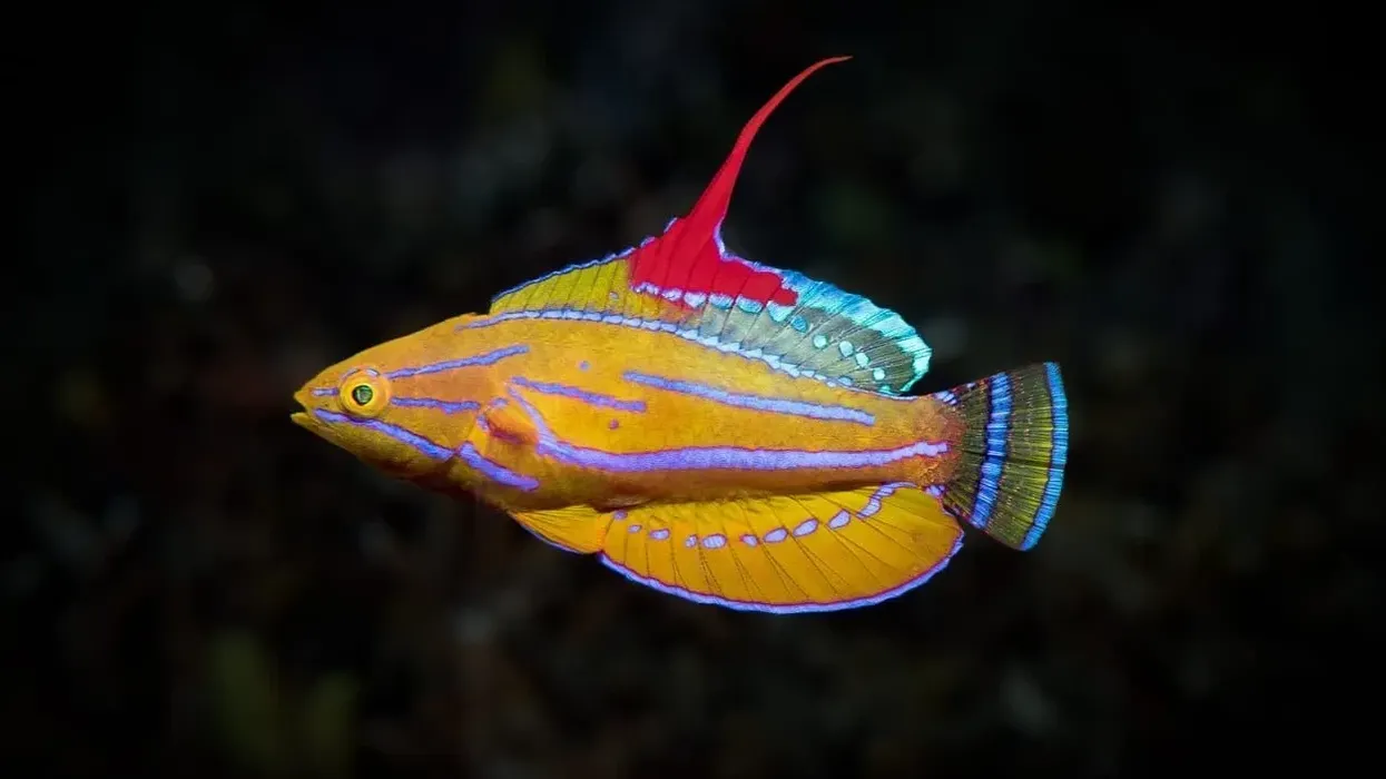 Interesting yellowfin flasher wrasse facts, a colorful reef fish.