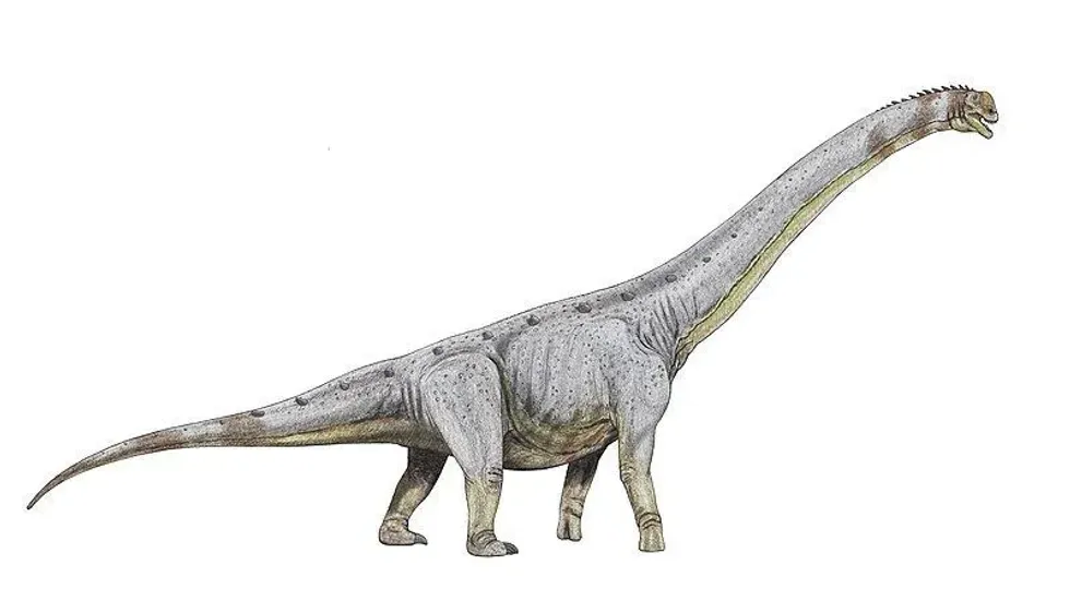 Interesting Zigongosaurus facts!