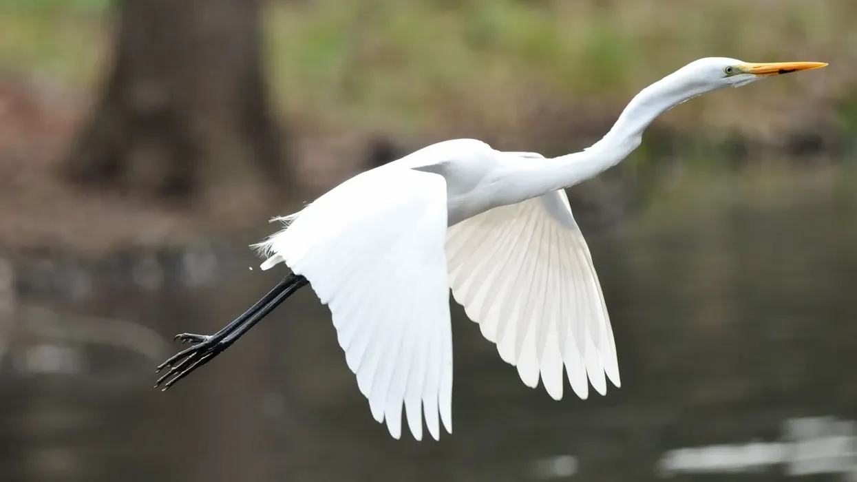 Intermediate egret facts will captivate both parents and their kids