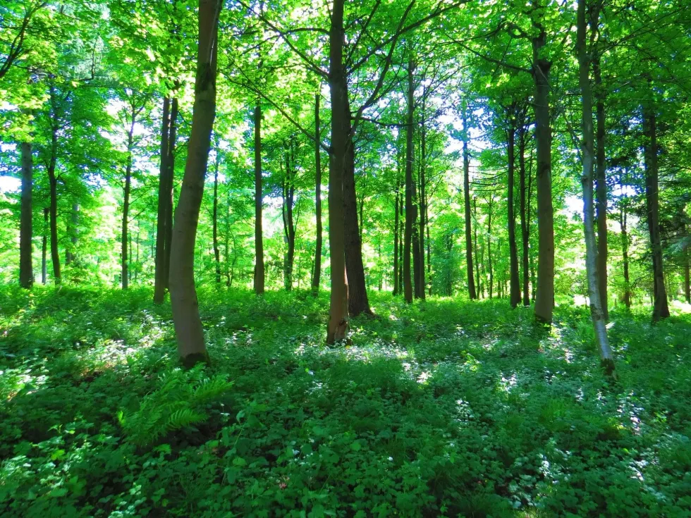 International Day Of Forests is also known as International Forest Day.