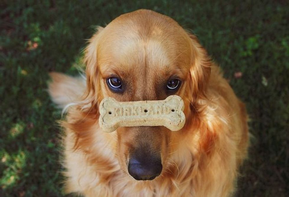 International Dog Biscuit Appreciation Day is celebrated on February 23 of each year.