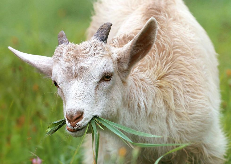 International Goat Days Festival is a fun event offering great entertainment right from when you enter the festival gates.