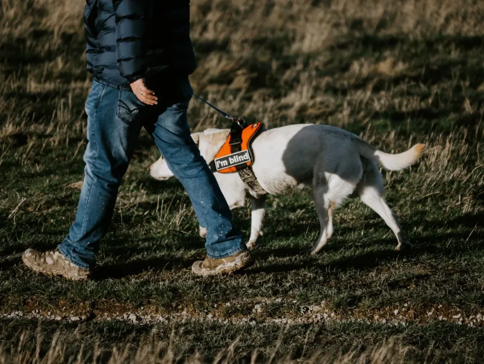 International Guide Dog Day is a day to appreciate owners who respect and train these dogs.