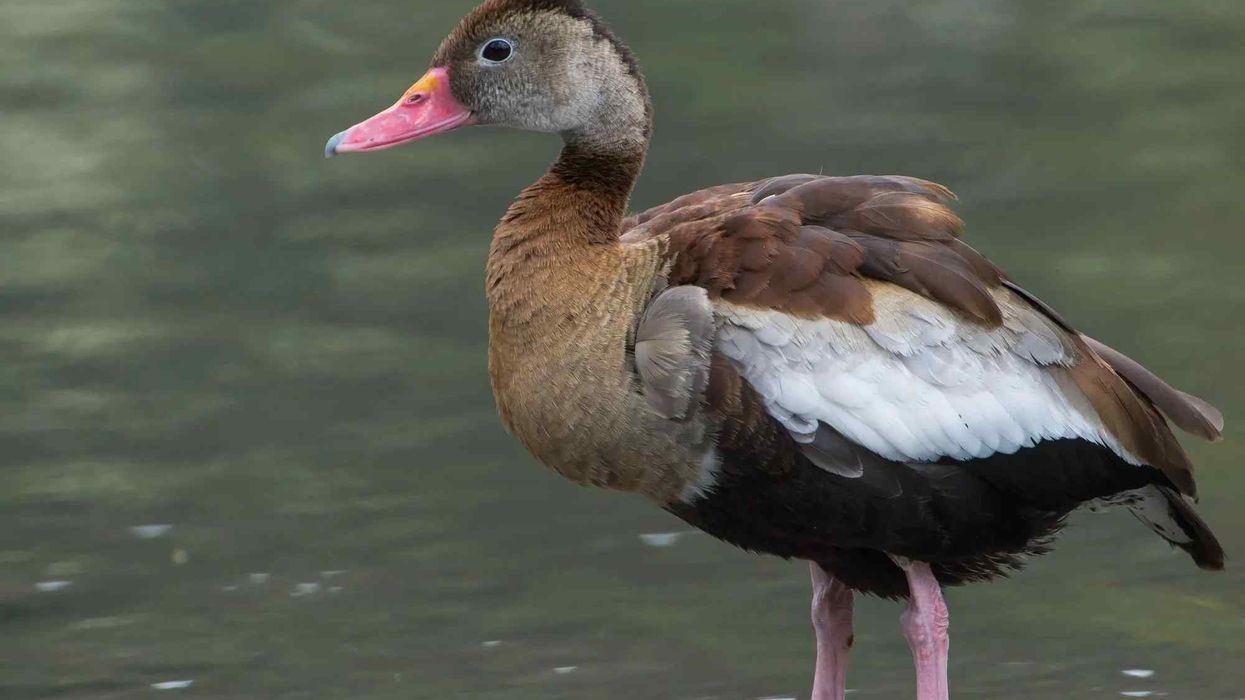 Intriguing black-bellied whistling duck facts to enrich your knowledge about this species.