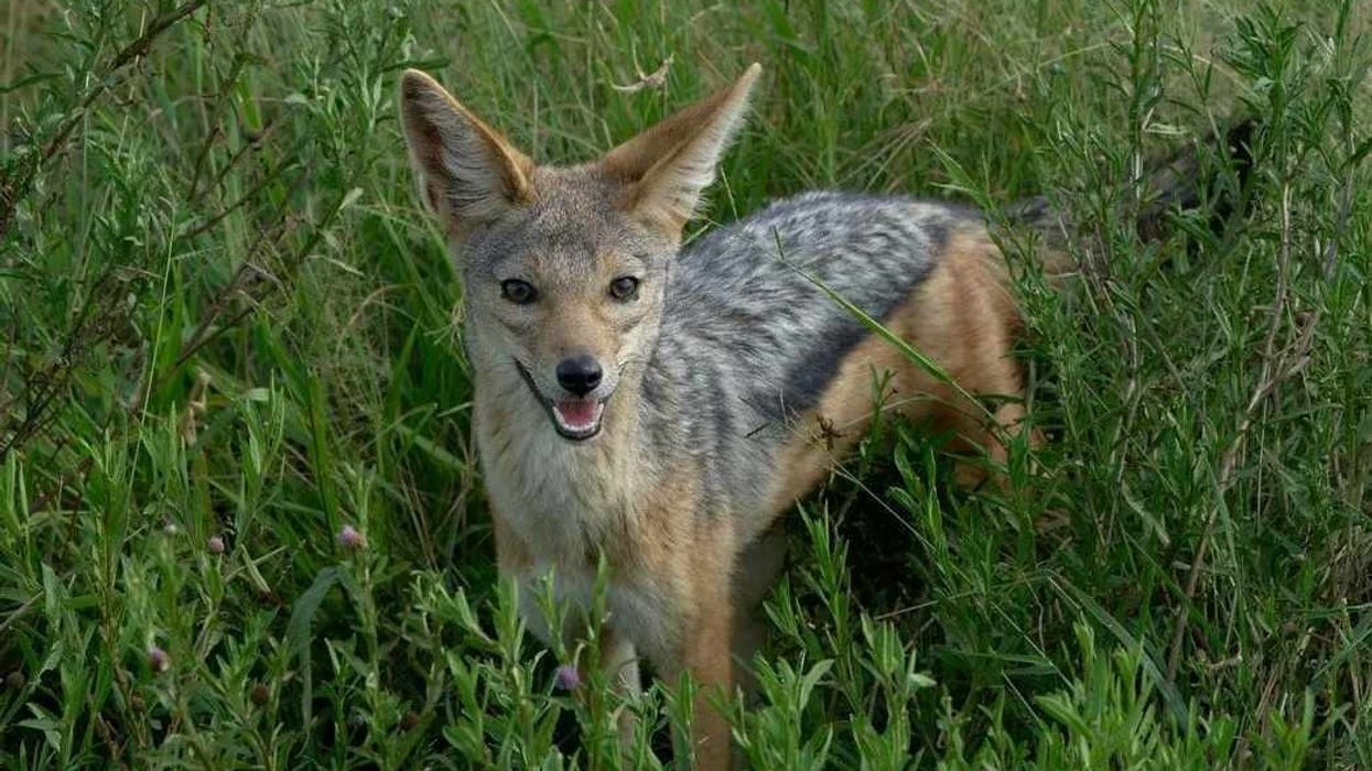 Intriguing jackal facts for kids to learn