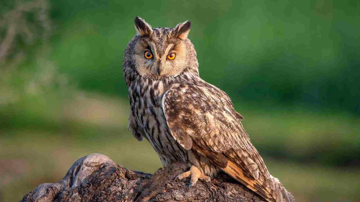Intriguing long-eared owl facts that kids will love to learn.