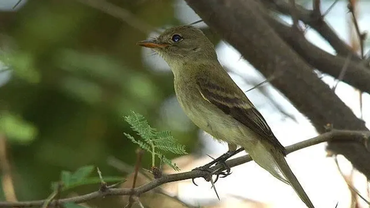 Introduce your child to the amazing world of birds with interesting southwestern willow flycatcher facts.